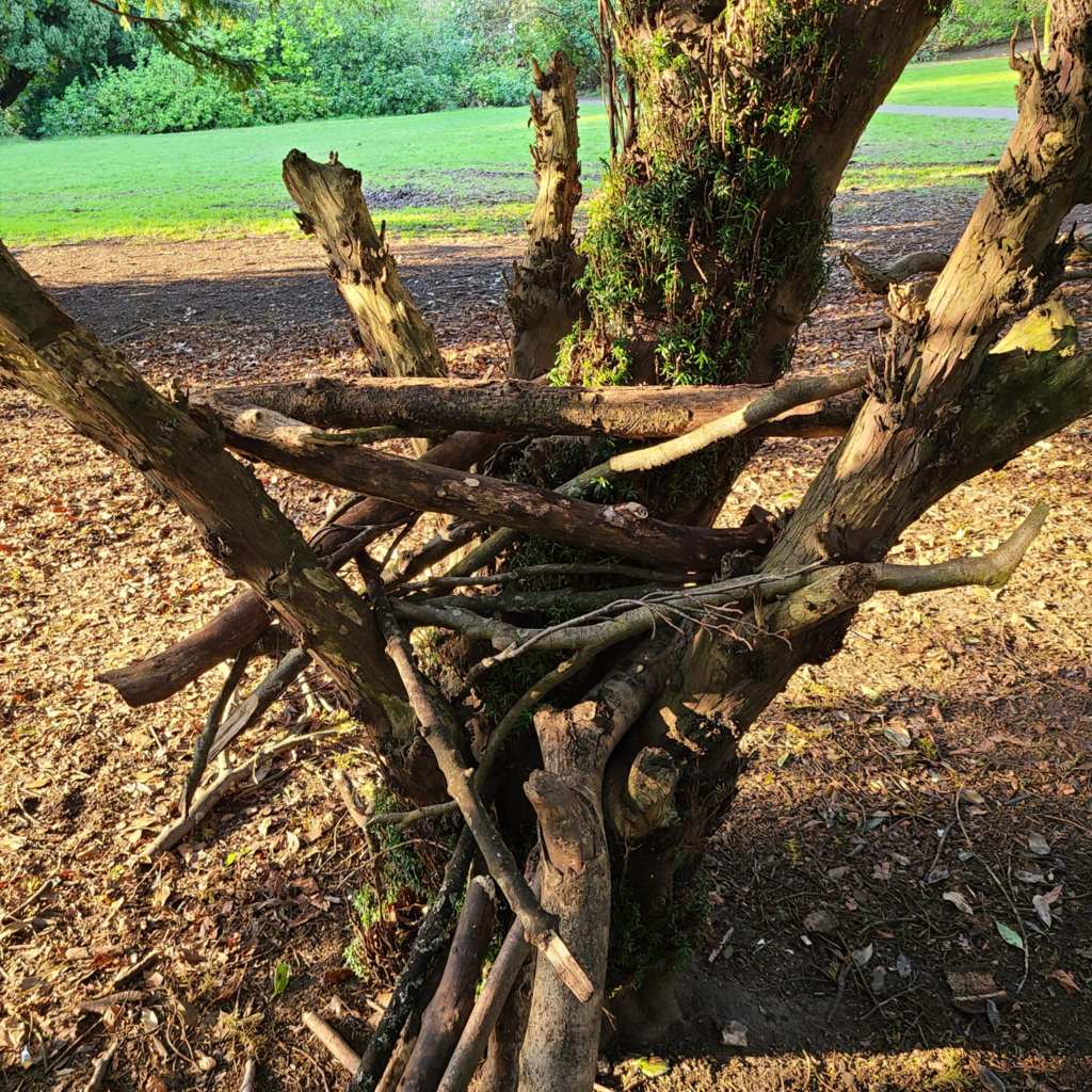 Sticks piled in the crook of a tree