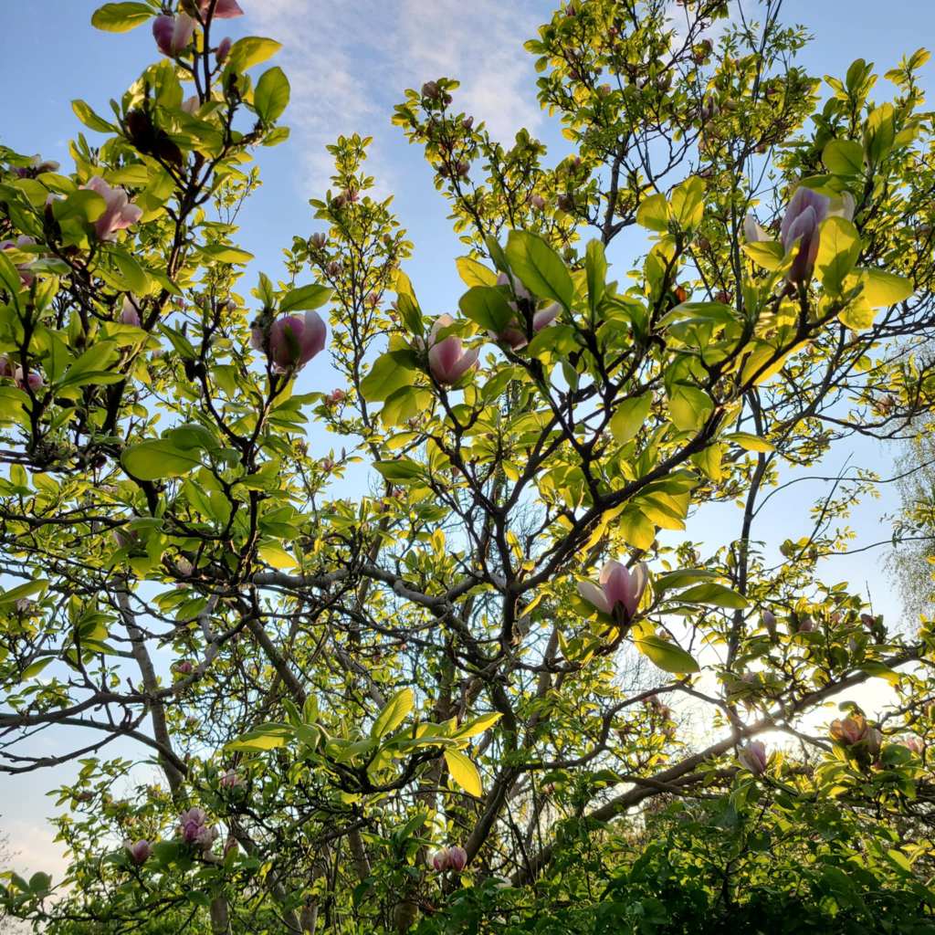 A magnolia tree in bloom. Sun shines through the leaves