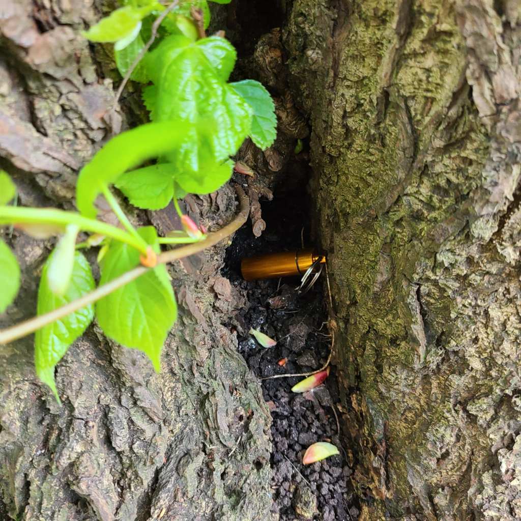 A gold cache nestles in the cleft of a tree