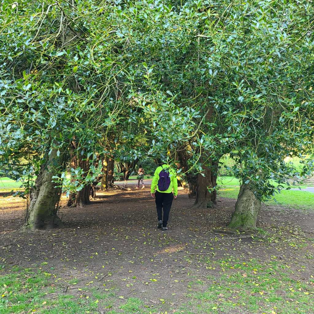 A person walks through a tunnel of trees