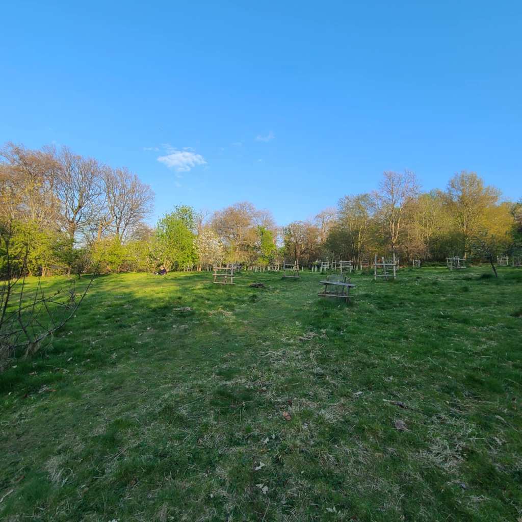 An orchard filled with saplings and slightly older trees