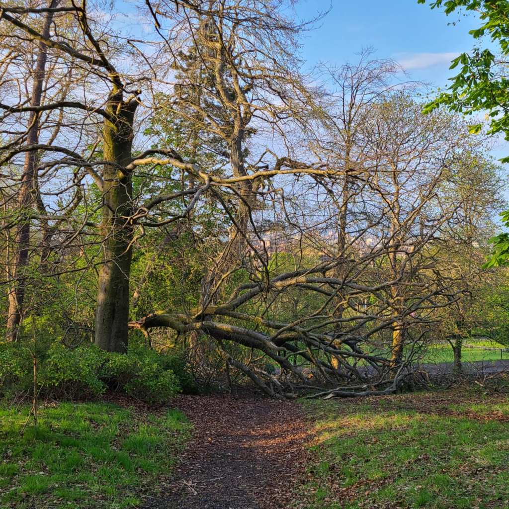 A tree that fell over in a recent story. The branches stretch across a path