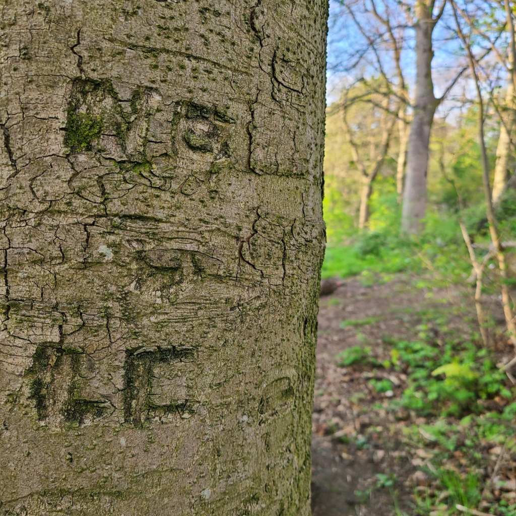 Initials carved into a tree. You can just make out the letters: 'NC', 'LC'